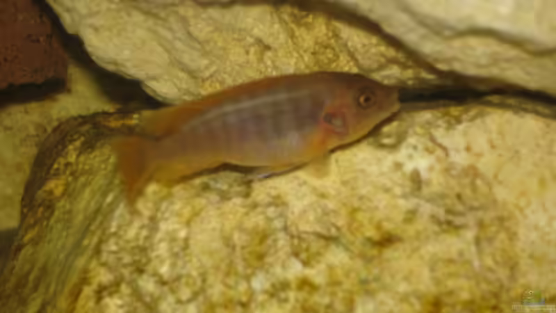 Besatz im Aquarium Becken 2350 von Wouter Van Renterghem (9)