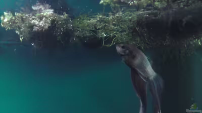 Besatz im Aquarium Becken 23505 von Shazrak (14)