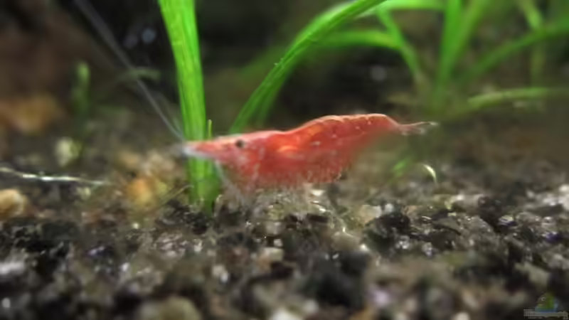 Besatz im Aquarium Becken 23505 von Shazrak (16)