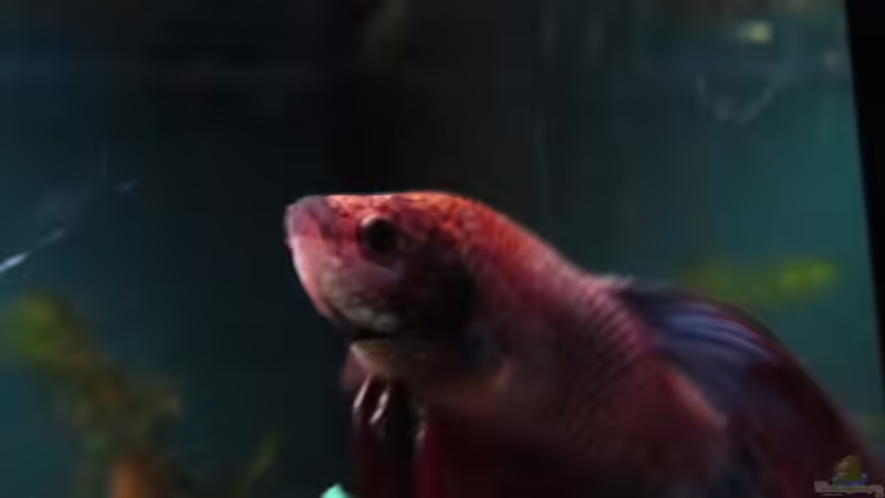 Besatz im Aquarium Becken 23505 von Shazrak (17)