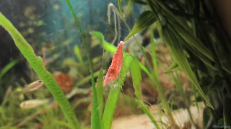 Besatz im Aquarium Becken 23505 von Shazrak (19)