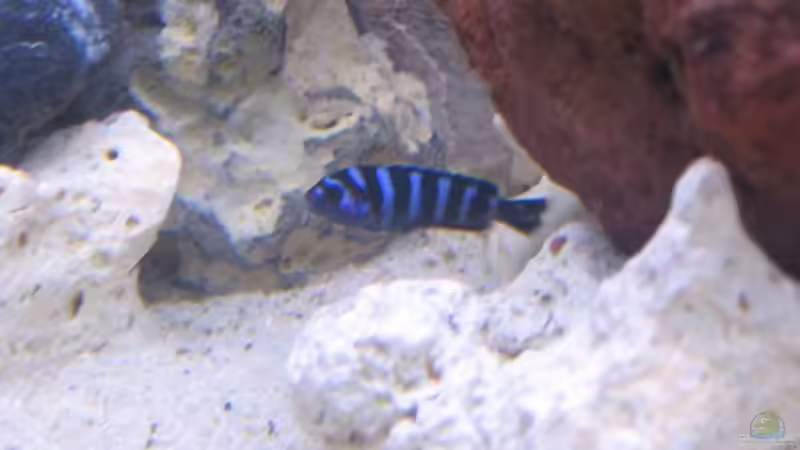 Besatz im Aquarium Becken 2351 von Peter Seifert (6)