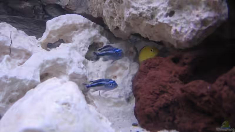 Besatz im Aquarium Becken 2351 von Peter Seifert (7)