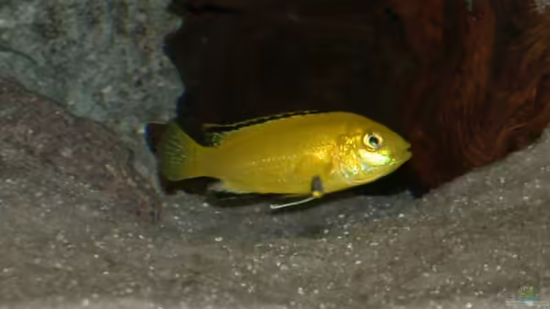 Besatz im Aquarium Becken 2351 von Peter Seifert (8)