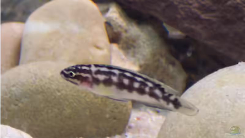 Besatz im Aquarium Becken 237 von Mathias Popp (4)