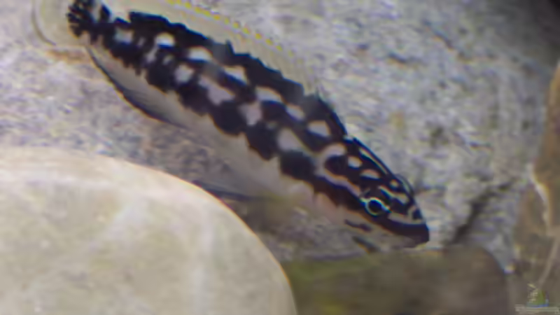 Besatz im Aquarium Becken 237 von Mathias Popp (7)