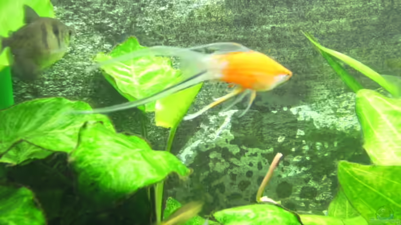 Besatz im Aquarium Becken 23730 von Dr. W-T. (5)