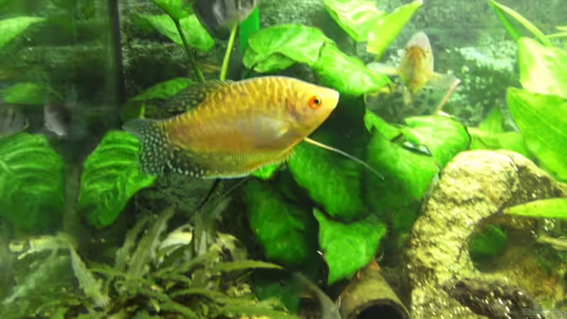 Besatz im Aquarium Becken 23730 von Dr. W-T. (6)