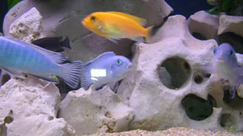 Besatz im Aquarium Becken 2374 von Thomas Neuhaus (12)