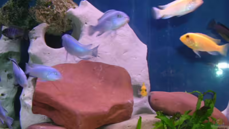 Besatz im Aquarium Becken 2374 von Thomas Neuhaus (13)