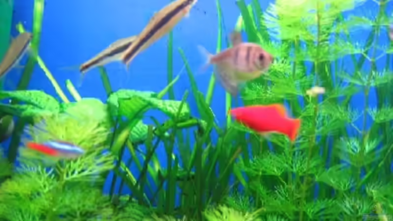 Besatz im Aquarium Becken 2376 von Helmut Ferchl (6)