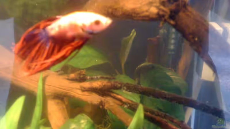 Besatz im Aquarium Becken 23787 von pic-mac (15)