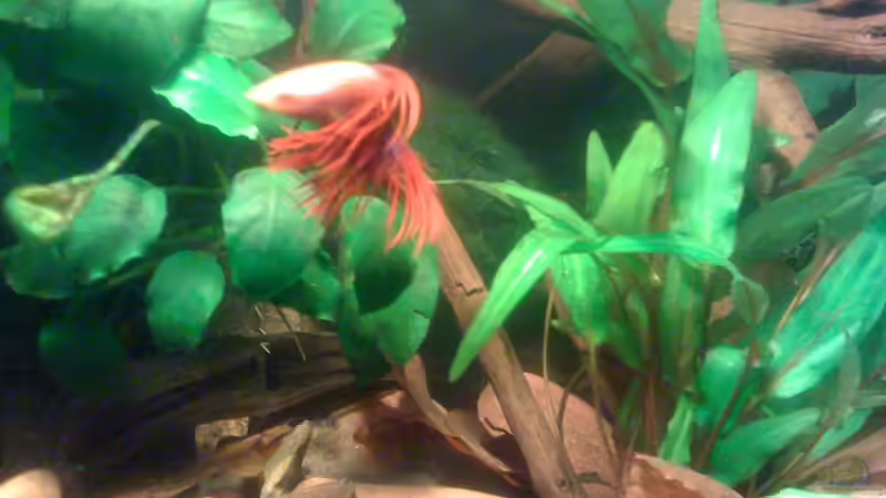 Besatz im Aquarium Becken 23787 von pic-mac (16)