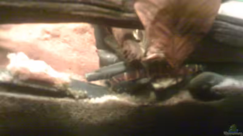 Besatz im Aquarium Becken 23787 von pic-mac (17)