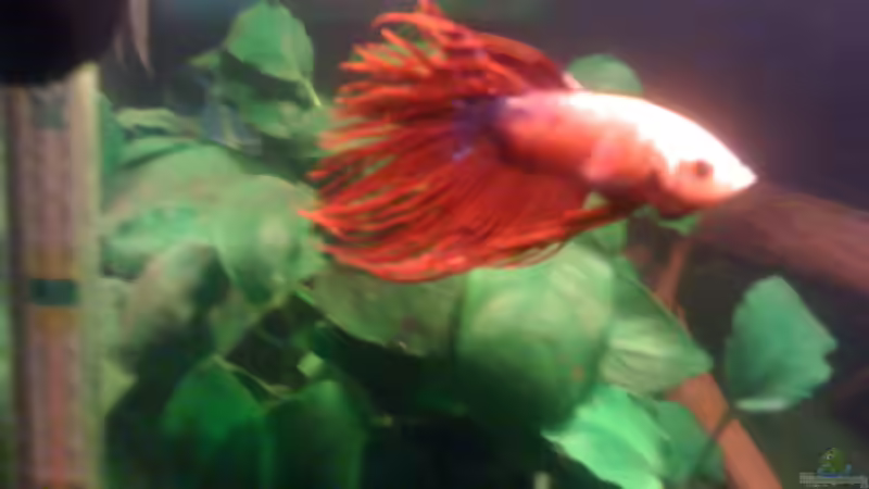 Besatz im Aquarium Becken 23787 von pic-mac (19)