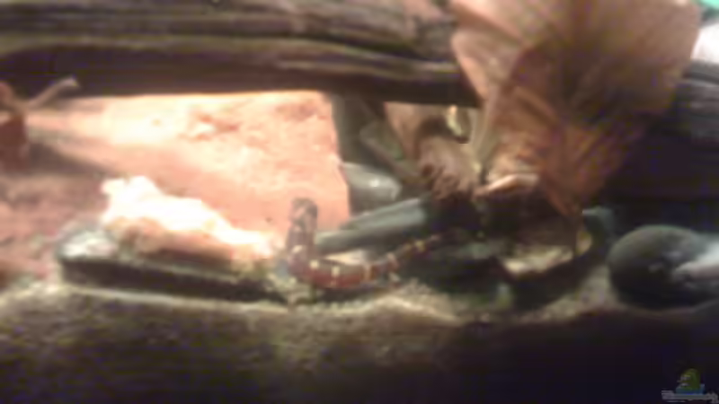 Besatz im Aquarium Becken 23787 von pic-mac (20)