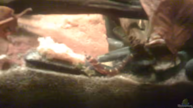 Besatz im Aquarium Becken 23787 von pic-mac (21)