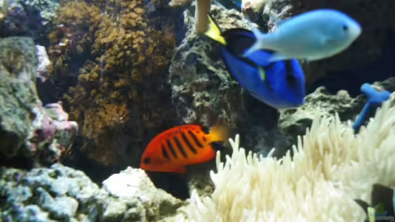 Besatz im Aquarium Becken 2382 von Katja Graßer (11)