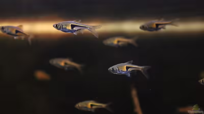 Besatz im Aquarium Becken 23904 von Annika (48)