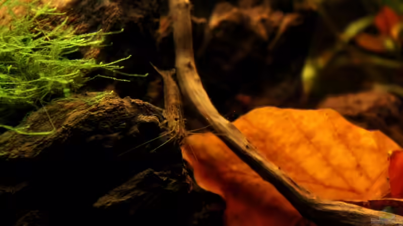 Besatz im Aquarium Becken 23904 von Annika (50)