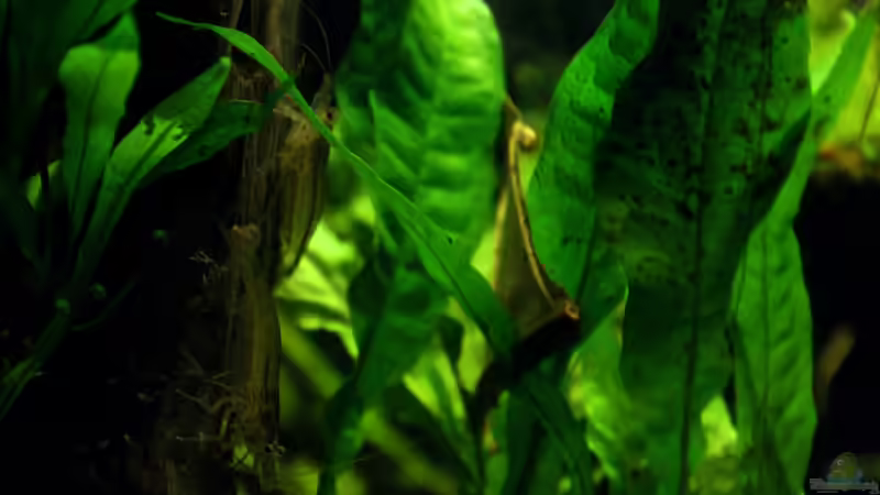 Besatz im Aquarium Becken 23904 von Annika (51)