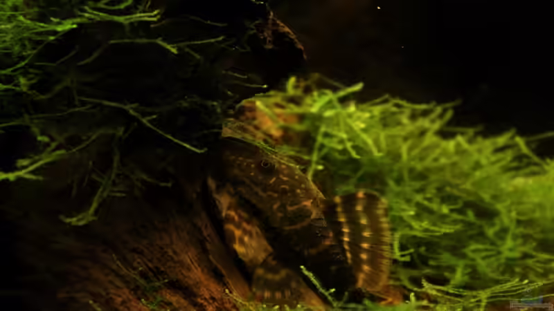 Besatz im Aquarium Becken 23904 von Annika (54)