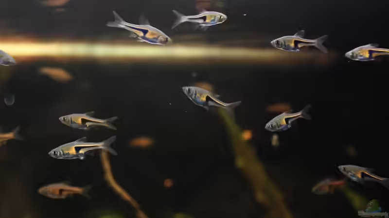 Besatz im Aquarium Becken 23904 von Annika (58)