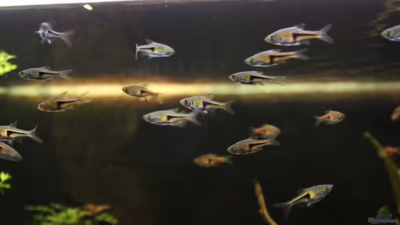 Besatz im Aquarium Becken 23904 von Annika (59)