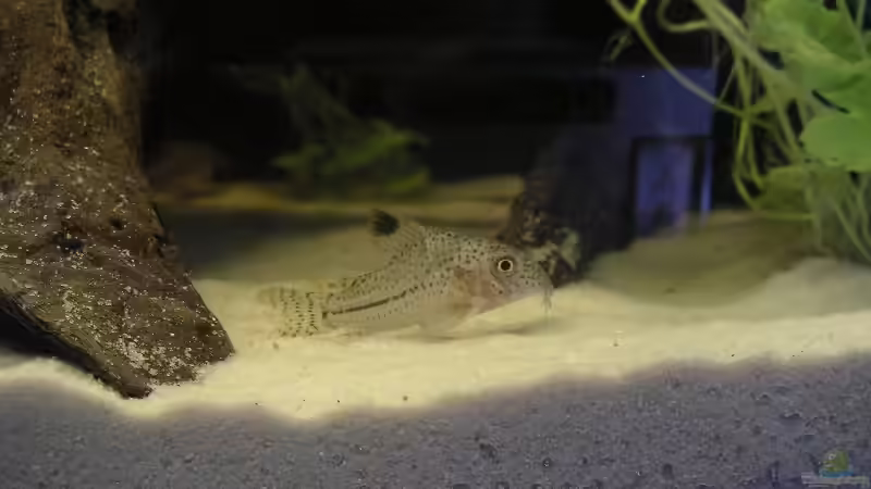 Besatz im Aquarium Becken 2397 von Sebastian Zunhammer (5)