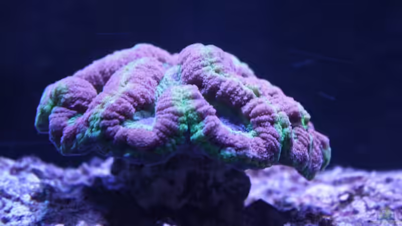 Besatz im Aquarium Becken 23975 von yipyip (11)