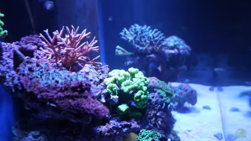 Besatz im Aquarium Becken 23975 von yipyip (12)