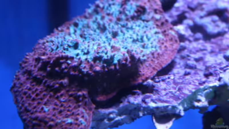 Besatz im Aquarium Becken 23975 von yipyip (13)