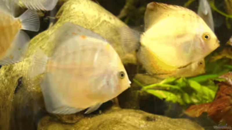 Besatz im Aquarium Becken 2400 von Matthias Rößler (10)