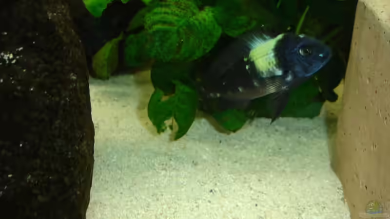 Besatz im Aquarium Becken 2404 von Frank Schnippering (4)