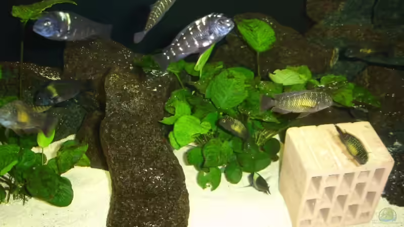 Besatz im Aquarium Becken 2404 von Frank Schnippering (5)