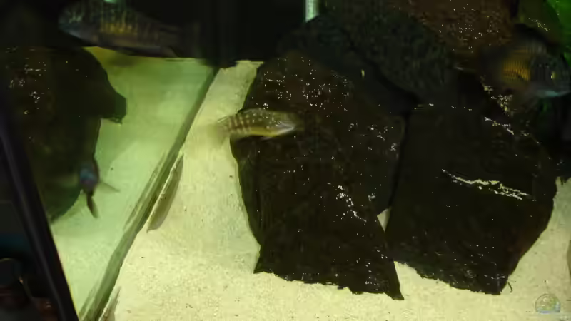 Besatz im Aquarium Becken 2404 von Frank Schnippering (6)