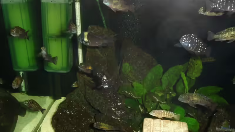 Besatz im Aquarium Becken 2404 von Frank Schnippering (7)