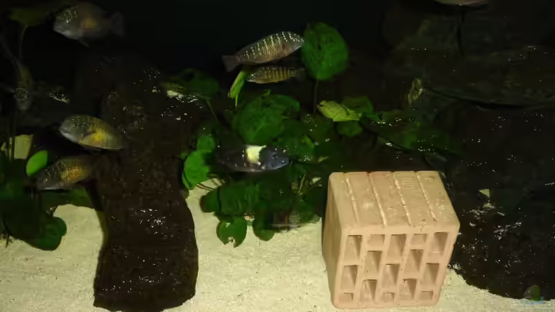 Besatz im Aquarium Becken 2404 von Frank Schnippering (8)