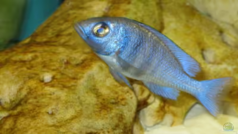 Besatz im Aquarium Becken 2406 von Florian Selzer (4)