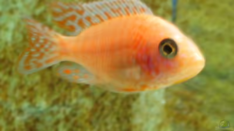 Besatz im Aquarium Becken 2406 von Florian Selzer (5)