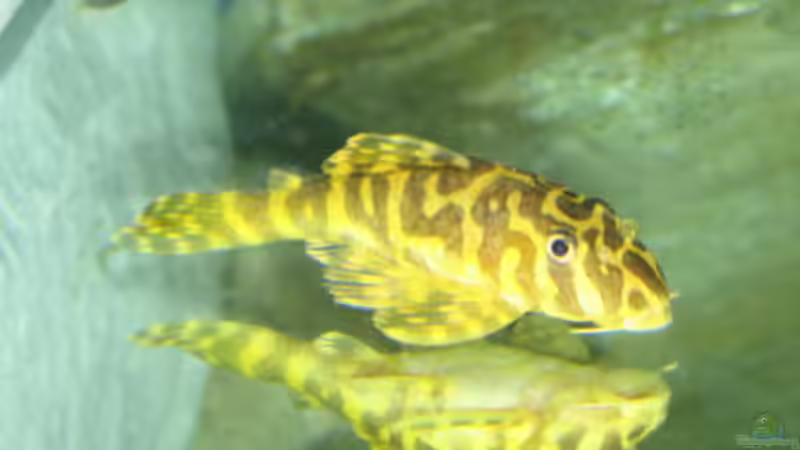 Besatz im Aquarium Becken 2406 von Florian Selzer (6)