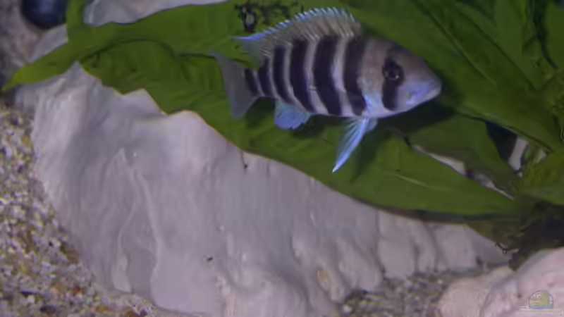 Besatz im Aquarium Becken 2409 von Andy Lißner (6)