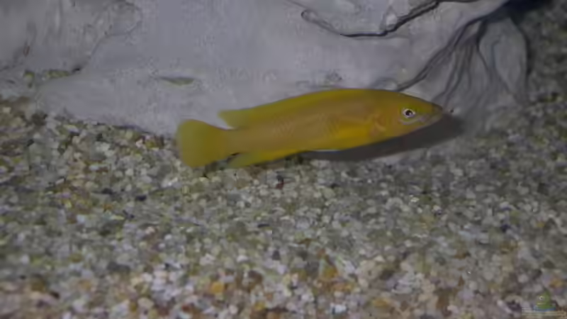 Besatz im Aquarium Becken 2409 von Andy Lißner (7)