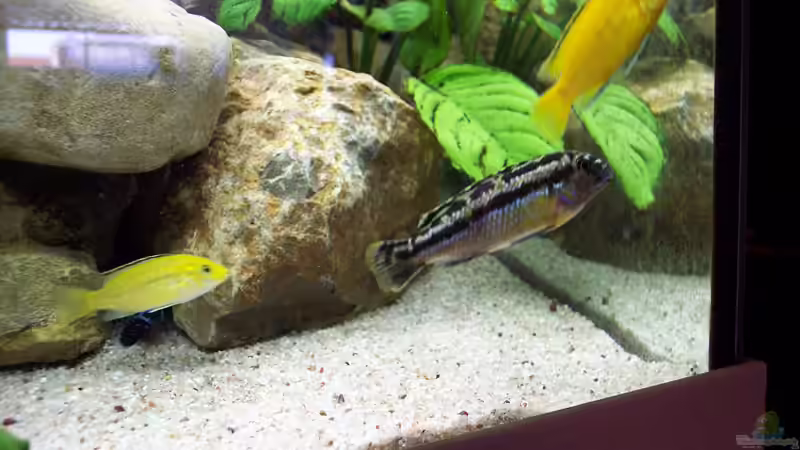 Besatz im Aquarium Becken 2413 von Thomas Schmitt (5)