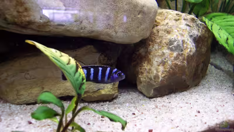 Besatz im Aquarium Becken 2413 von Thomas Schmitt (6)