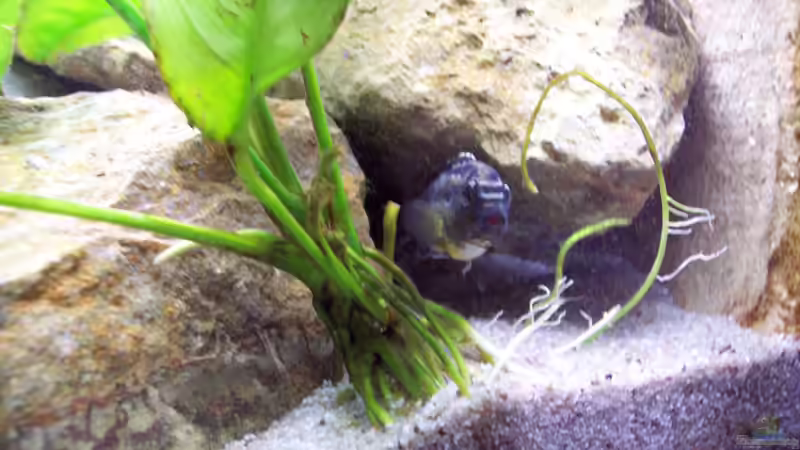 Besatz im Aquarium Becken 2413 von Thomas Schmitt (8)