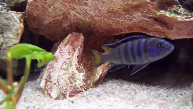 Besatz im Aquarium Becken 2413 von Thomas Schmitt (9)