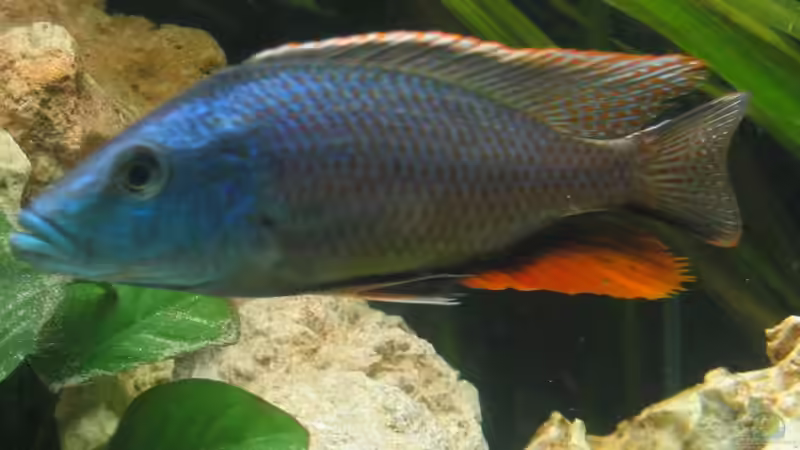 Besatz im Aquarium Becken 242 von Sven Gugger (3)