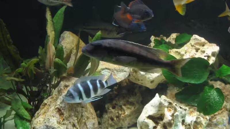 Besatz im Aquarium Becken 242 von Sven Gugger (4)