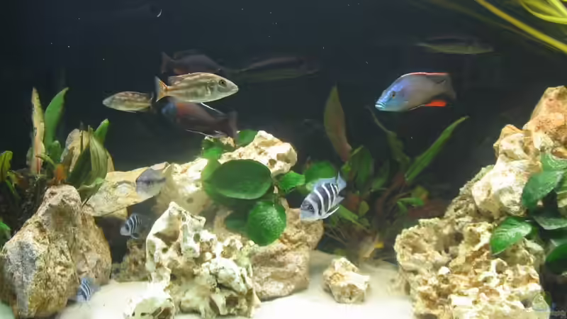 Besatz im Aquarium Becken 242 von Sven Gugger (5)